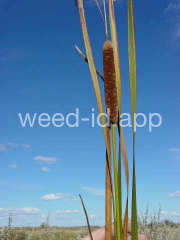 cattail, narrowleaf